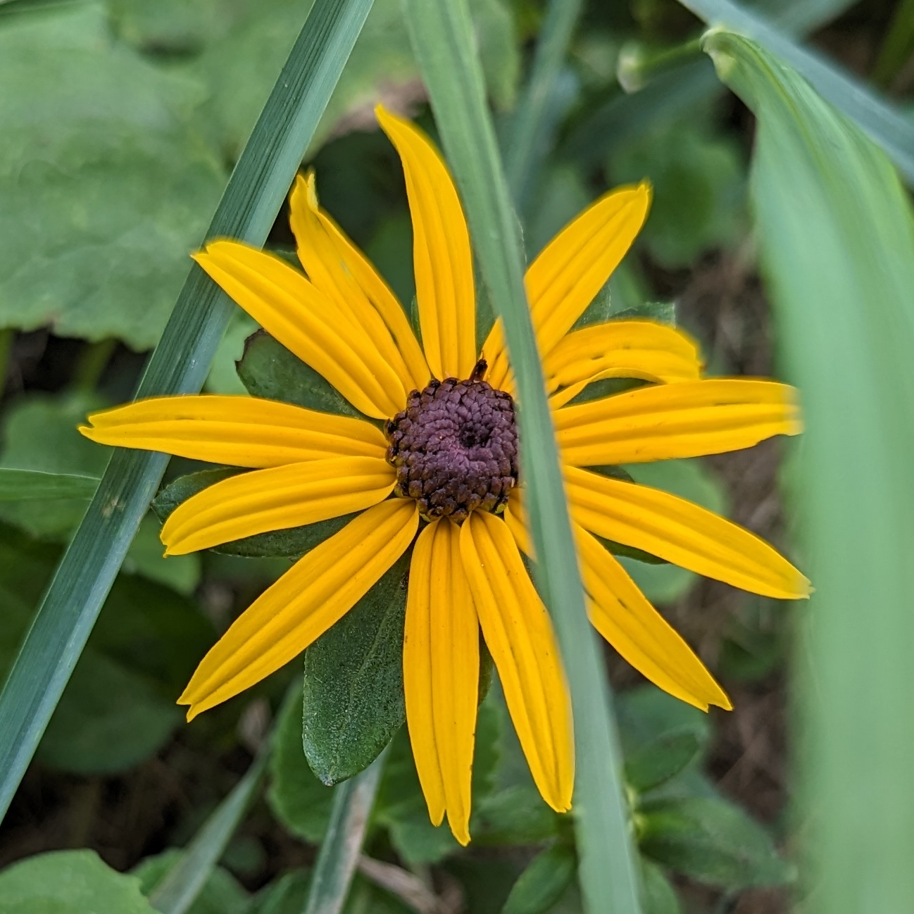 An image of a single yellow flower, looking sharp in the foreground, surrounded by the blurry forms of green leaves and blades of grass.