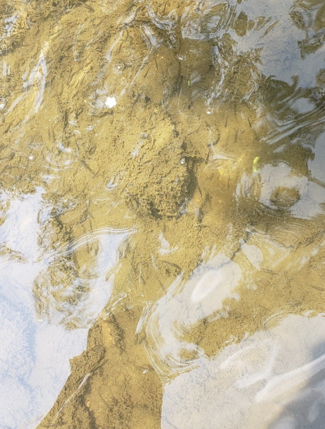 An aerial view of the muddy bottom of a creek beneath clear, calm water.