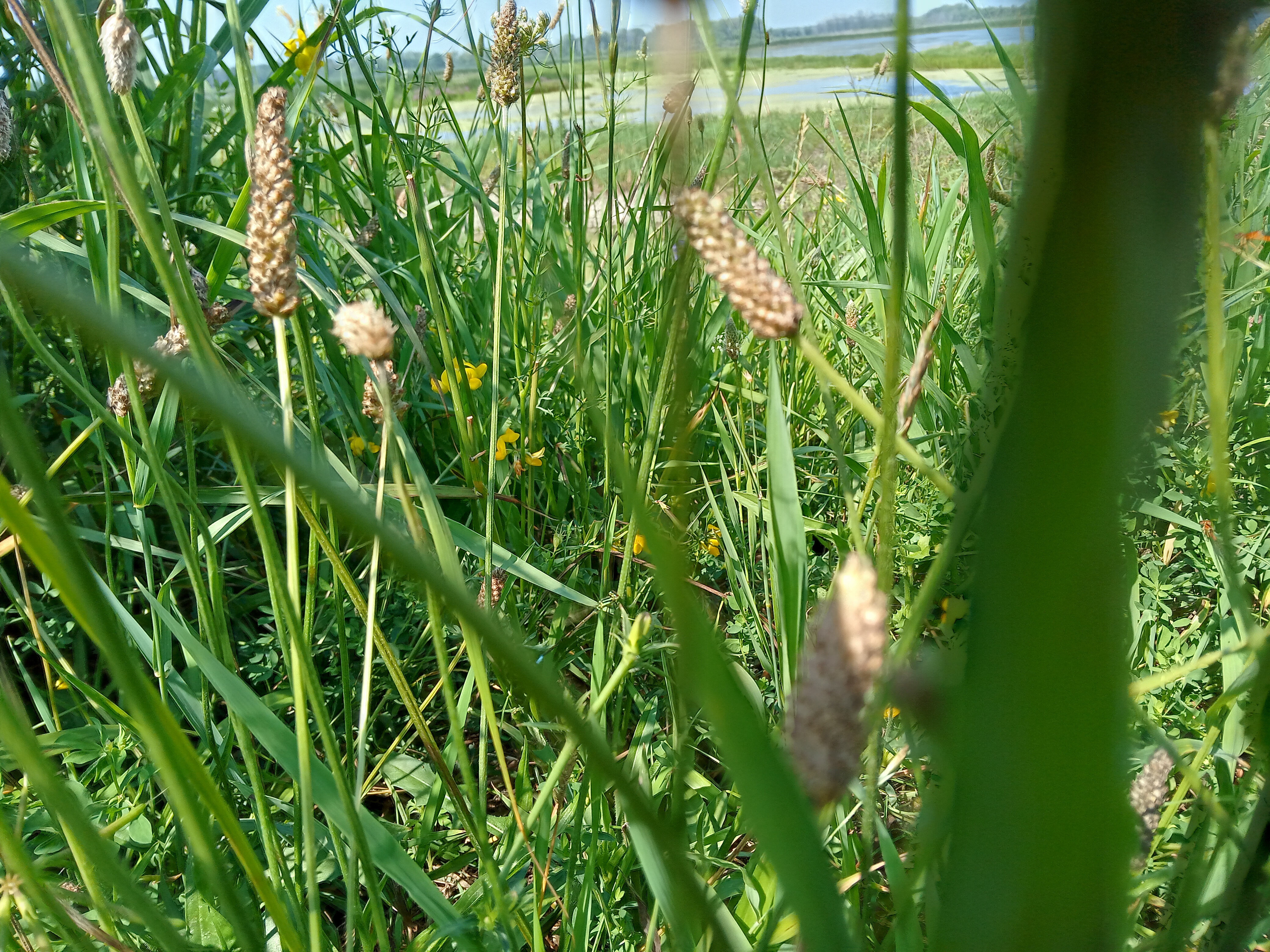 A photo of a field of tall grass, with water in the distance.