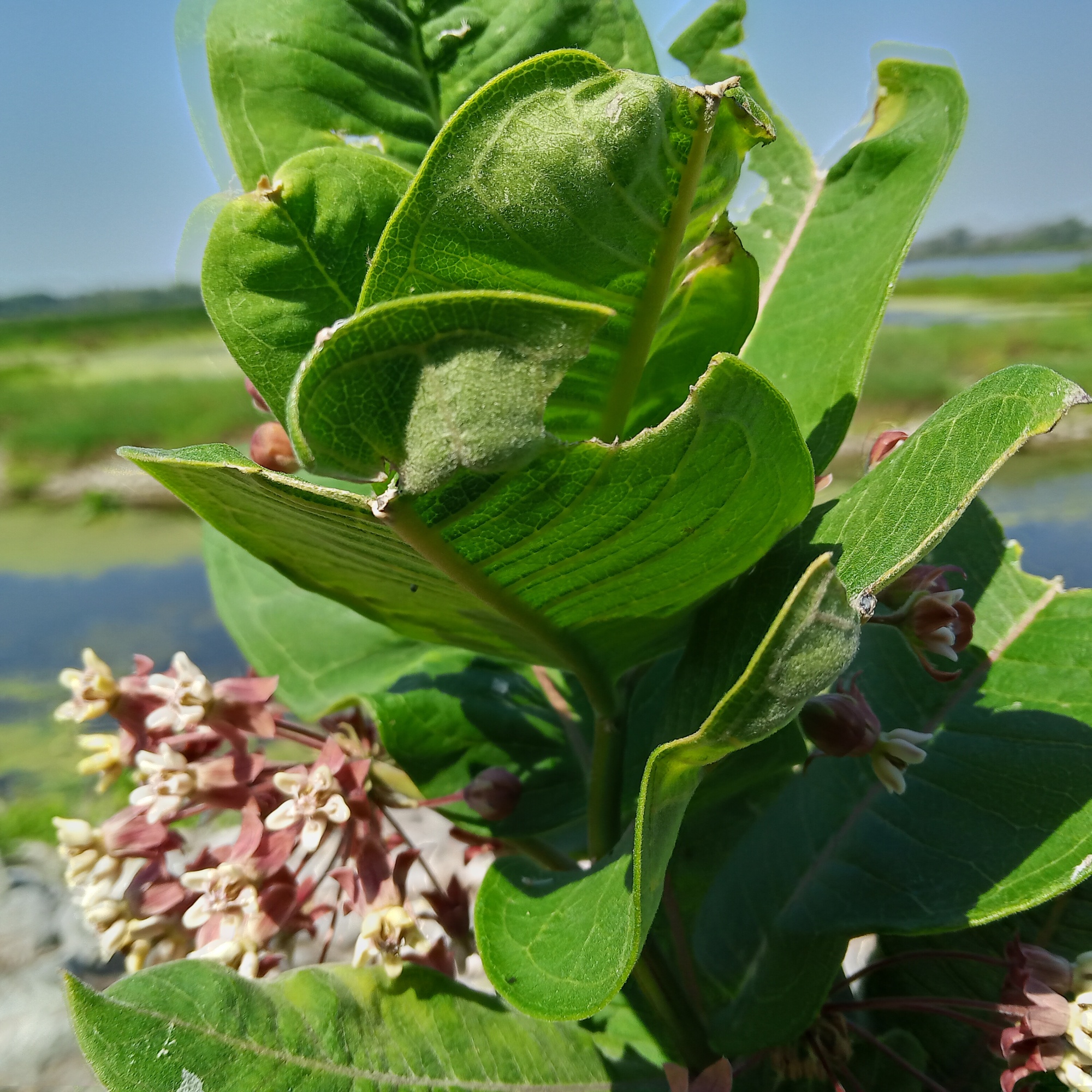A closeup of a plant with large green leaves and small pink flowers.
