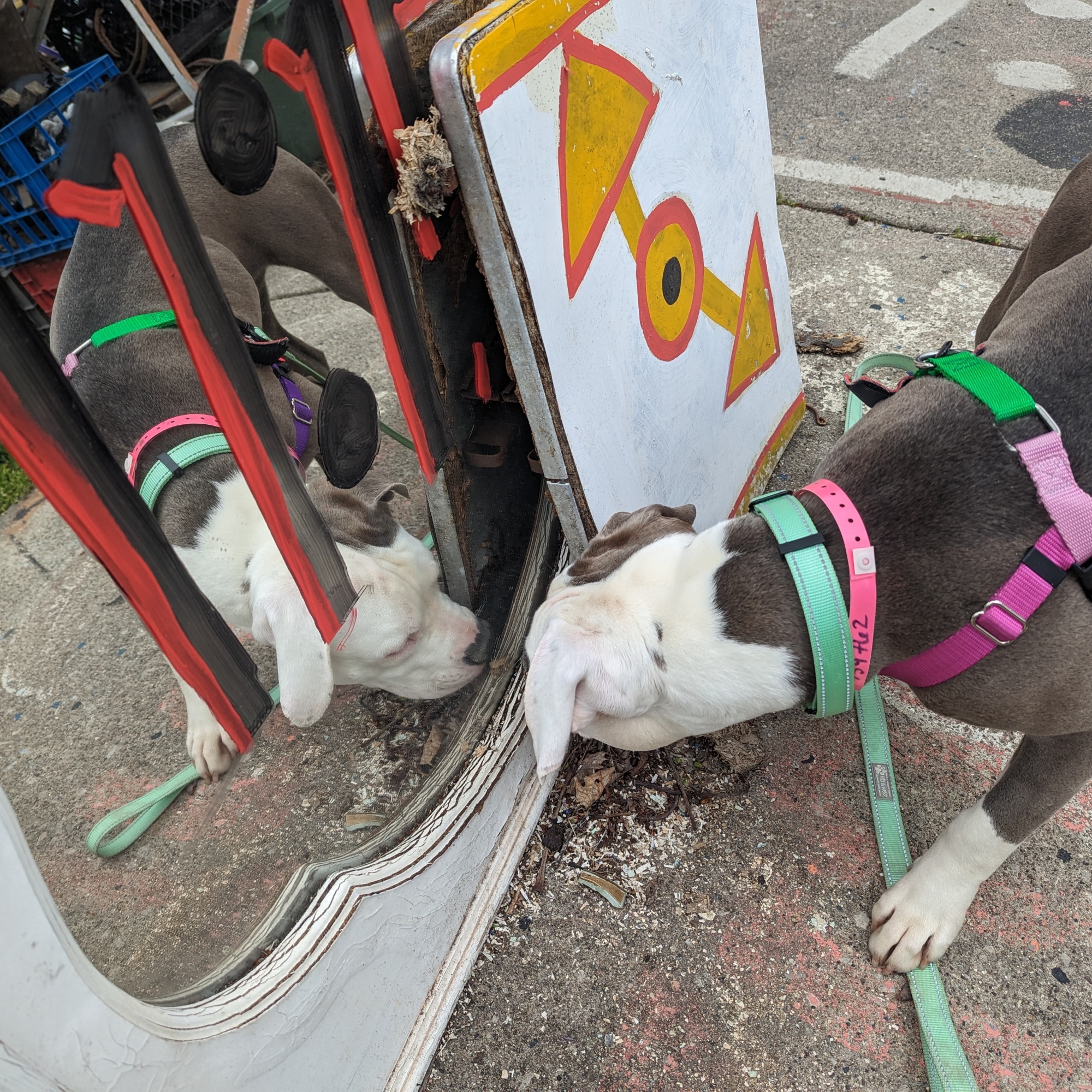 An image of Star, a white and gray pitbull, sniffing a colorful mirror.