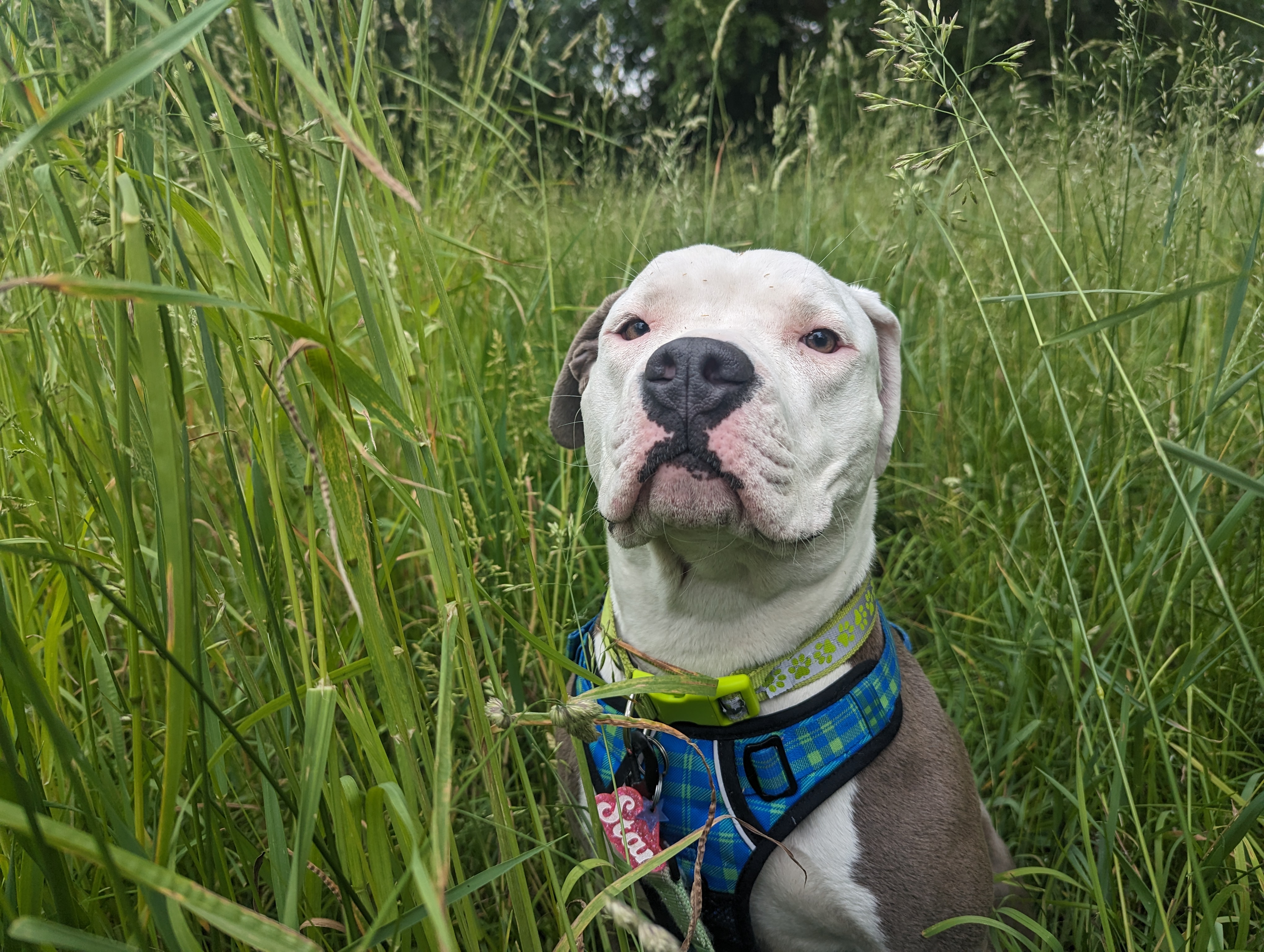 An image of Star, a white and gray pitbull wearing a blue harness, sitting in a field of grass and smirking at the camera.