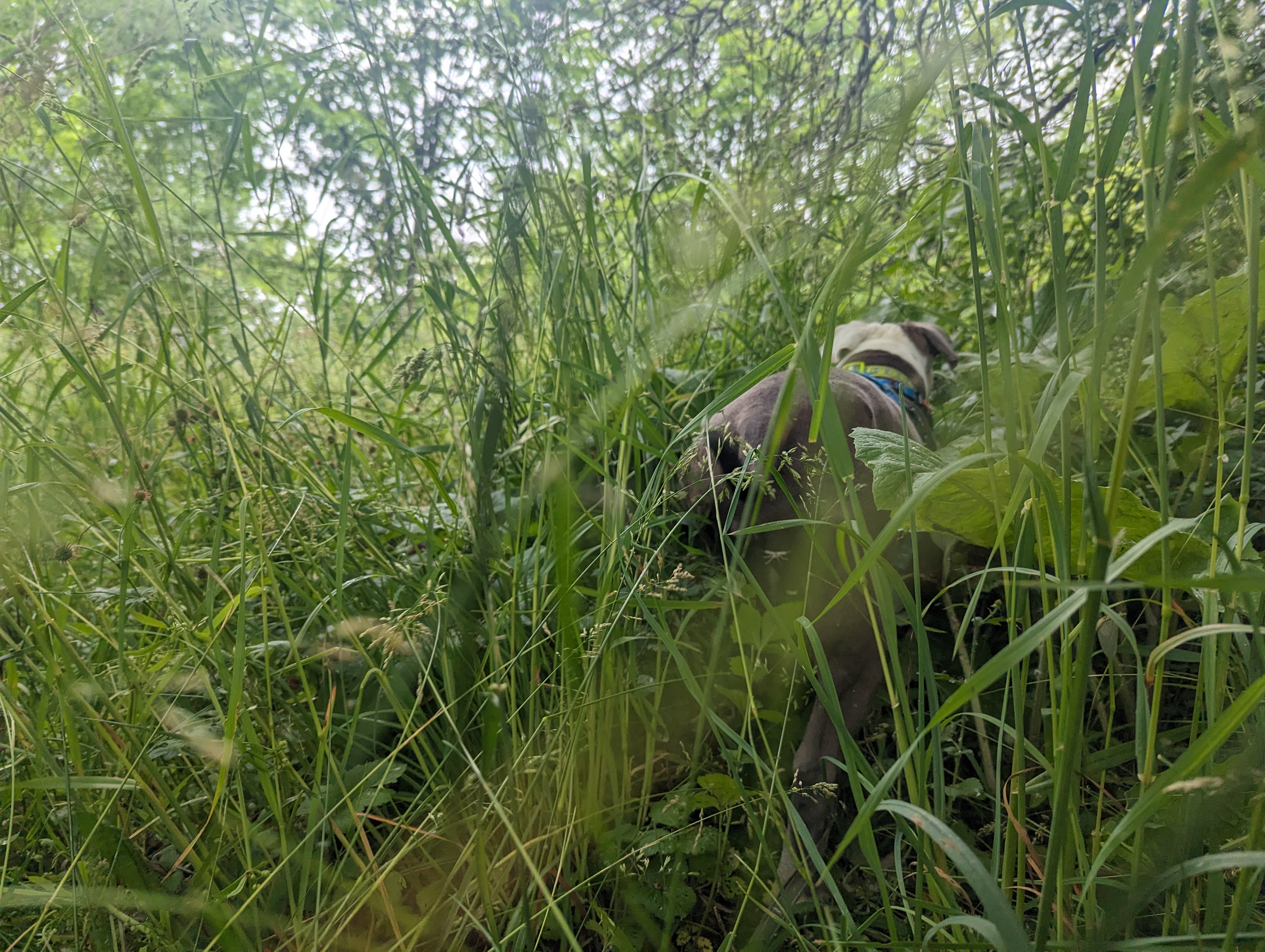 A photo of Star, a white and gray pitbull, standing in tall grass with her back to the camera.