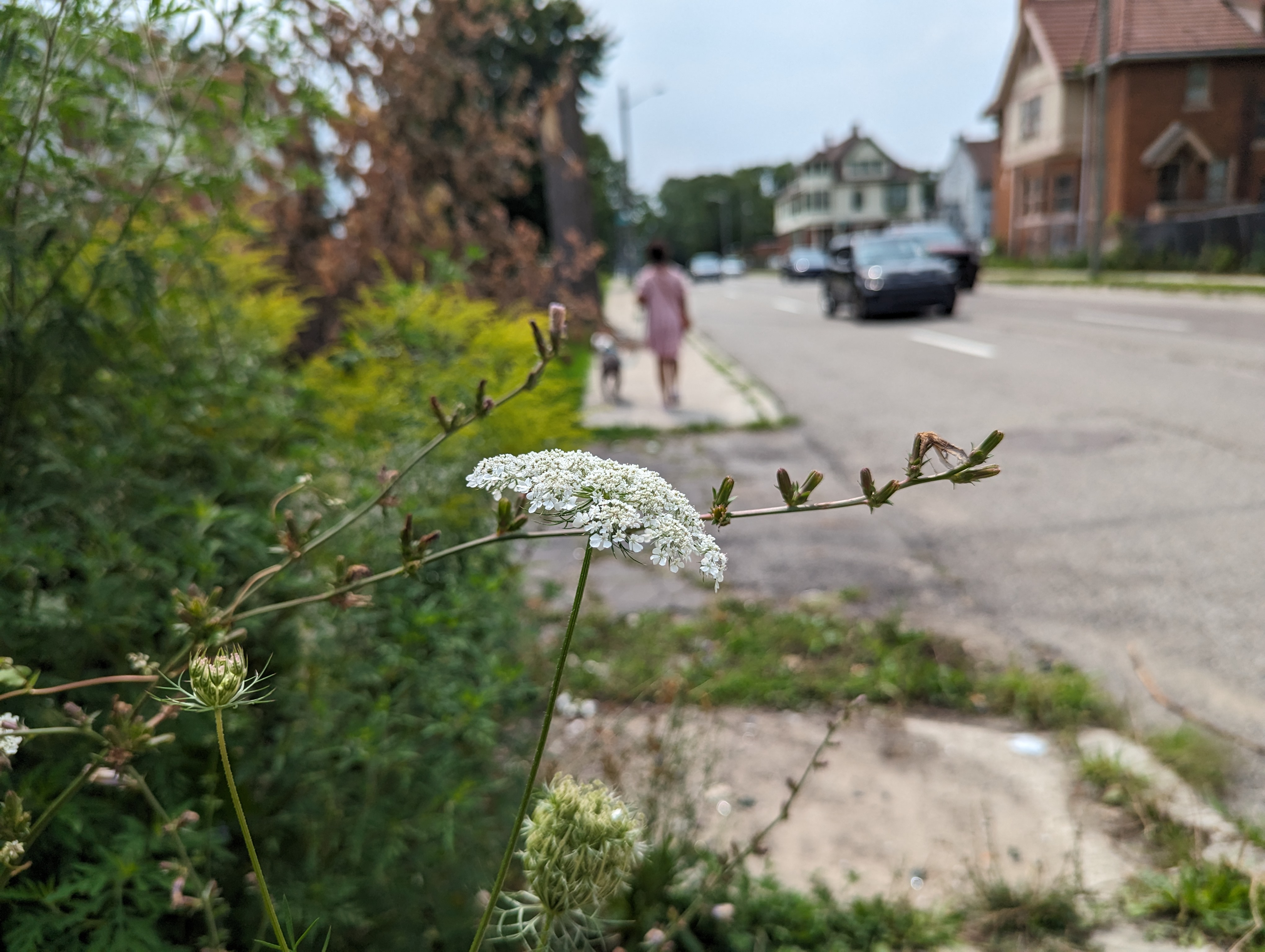A photograph of a street in a Detroit neighborhood. The camera is focused on a white flower, which is in sharp focus in the foreground. In the background are the blurrier images of houses, cars, and a neighbor walking a dog.